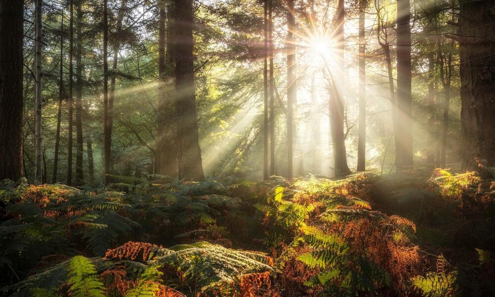 Sunbeams through tall trees in a mossy forest