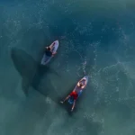 Aerial view of two surfers on boards with a large shark-shaped shadow moving underneath in blue-green water, illustrative of shark–surfer encounters.