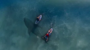 Aerial view of two surfers on boards with a large shark-shaped shadow moving underneath in blue-green water, illustrative of shark–surfer encounters.