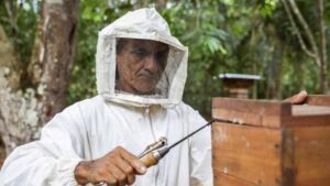 Indigenous beekeeper in protective suit opening a stingless-bee hive beside wooden boxes in Amazon forest near the Tapajós River