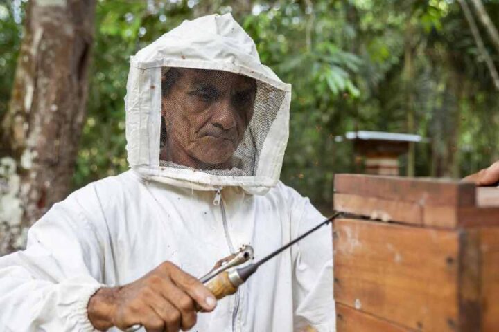 Indigenous beekeeper in protective suit opening a stingless-bee hive beside wooden boxes in Amazon forest near the Tapajós River