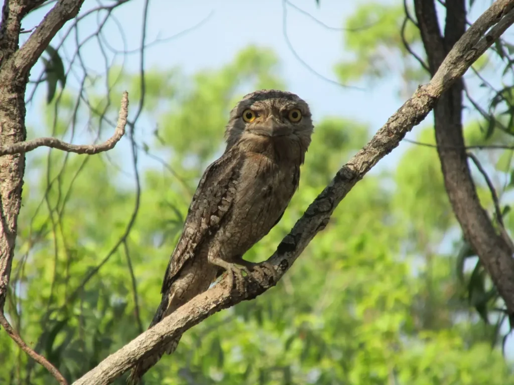Close-up of a tawny frogmouth with mottled grey-brown plumage and a wide, hooked beak