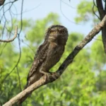 Close-up of a tawny frogmouth with mottled grey-brown plumage and a wide, hooked beak