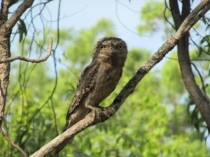 Close-up of a tawny frogmouth with mottled grey-brown plumage and a wide, hooked beak