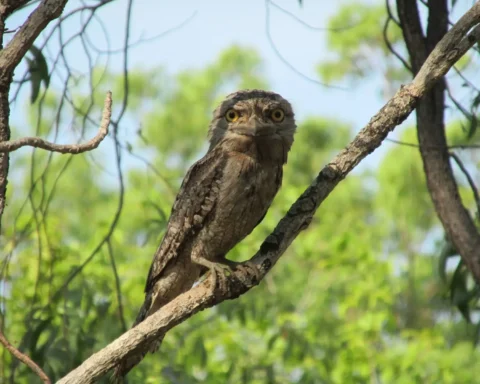 Close-up of a tawny frogmouth with mottled grey-brown plumage and a wide, hooked beak