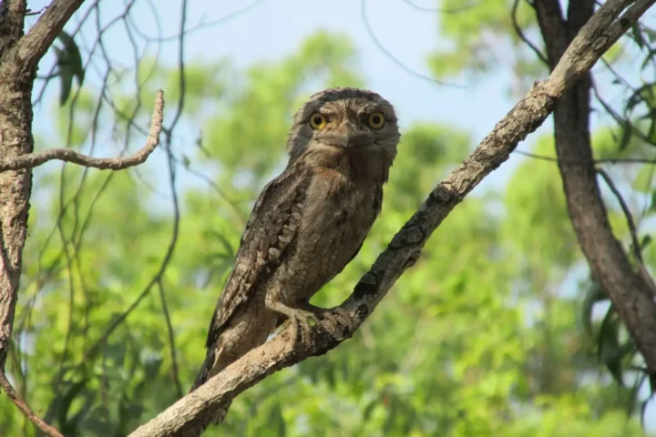 Close-up of a tawny frogmouth with mottled grey-brown plumage and a wide, hooked beak