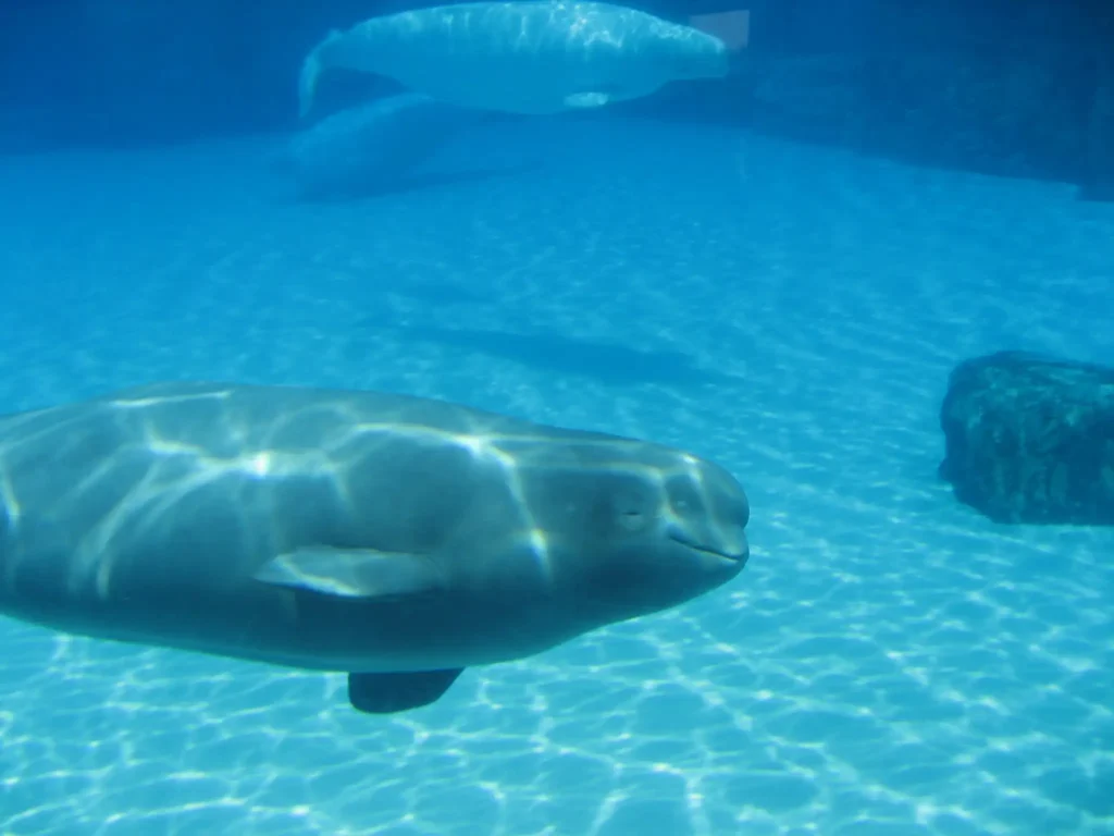 Beluga whales swimming in a large aquarium tank at Marineland, Niagara Falls, Ontario, illuminated by sunlight filtering through the water.