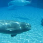 Beluga whales swimming in a large aquarium tank at Marineland, Niagara Falls, Ontario, illuminated by sunlight filtering through the water.