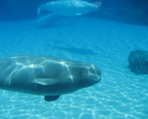Beluga whales swimming in a blue aquarium pool, used for Marineland relocation context