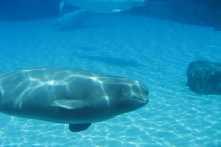 Beluga whales swimming in a large aquarium tank at Marineland, Niagara Falls, Ontario, illuminated by sunlight filtering through the water.