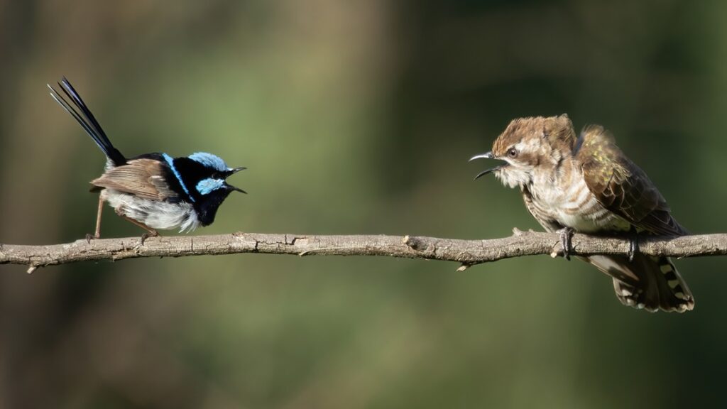 A superb fairy-wren with blue markings faces off with a fan-tailed cuckoo perched on the same branch, demonstrating the host-parasite relationship central to the alarm call study.