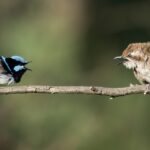 A superb fairy-wren with blue markings faces off with a fan-tailed cuckoo perched on the same branch, demonstrating the host-parasite relationship central to the alarm call study.