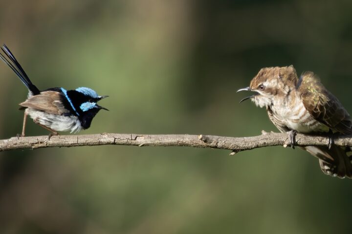 A superb fairy-wren with blue markings faces off with a fan-tailed cuckoo perched on the same branch, demonstrating the host-parasite relationship central to the alarm call study.