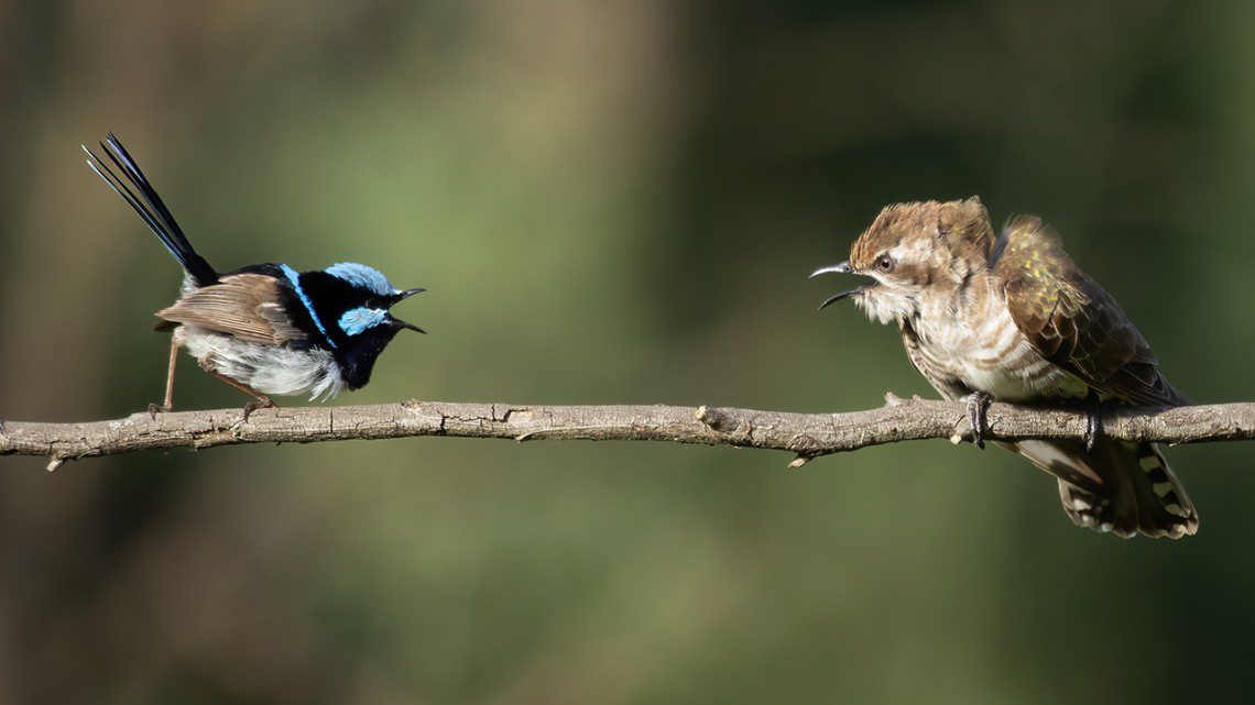 A superb fairy-wren with blue markings faces off with a fan-tailed cuckoo perched on the same branch, demonstrating the host-parasite relationship central to the alarm call study.