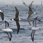 A group of black-capped petrels flying over the ocean with dark backs and white undersides.