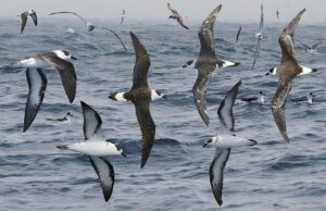 A group of black-capped petrels flying over the ocean with dark backs and white undersides.