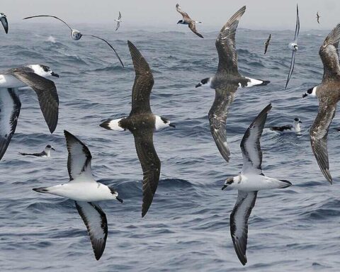 A group of black-capped petrels flying over the ocean with dark backs and white undersides.