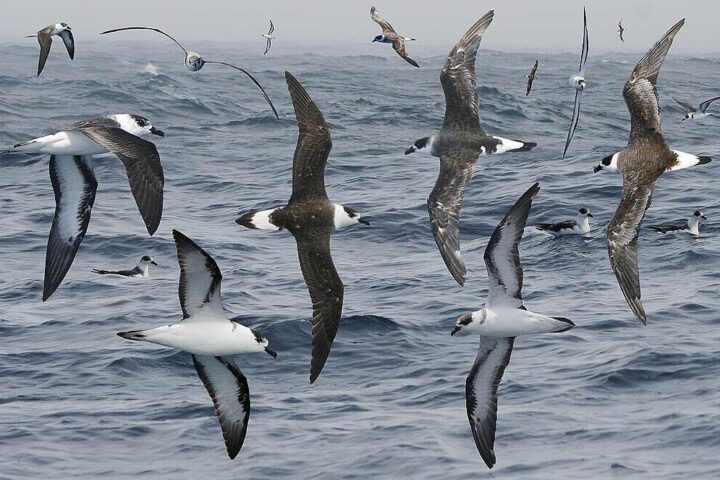 A group of black-capped petrels flying over the ocean with dark backs and white undersides.