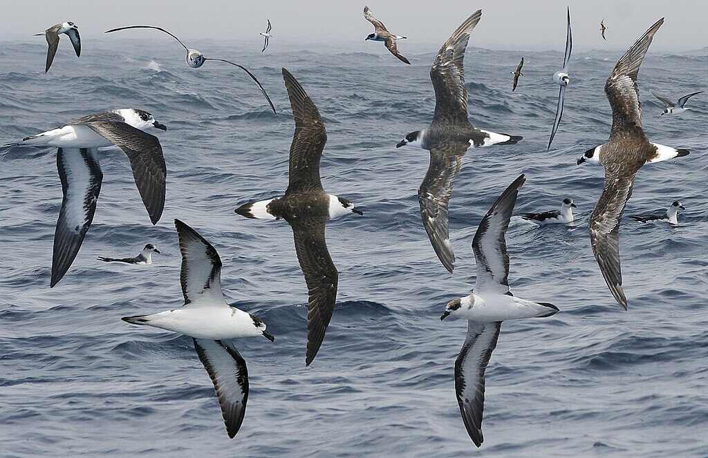 A group of black-capped petrels flying over the ocean with dark backs and white undersides.