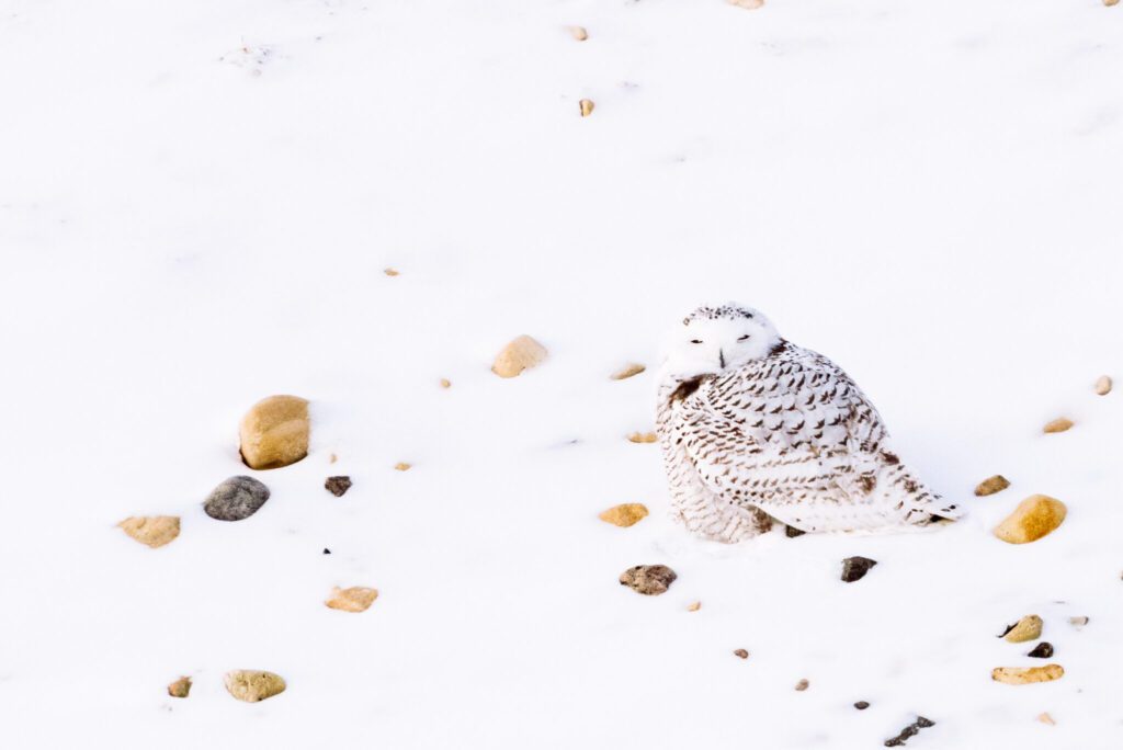 A snowy owl sitting on snowy ground with scattered rocks, photographed in Churchill, Manitoba.