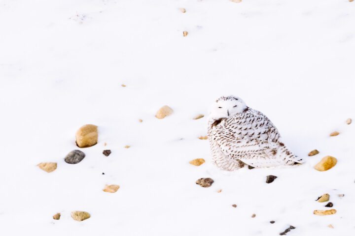 A snowy owl sitting on snowy ground with scattered rocks, photographed in Churchill, Manitoba.