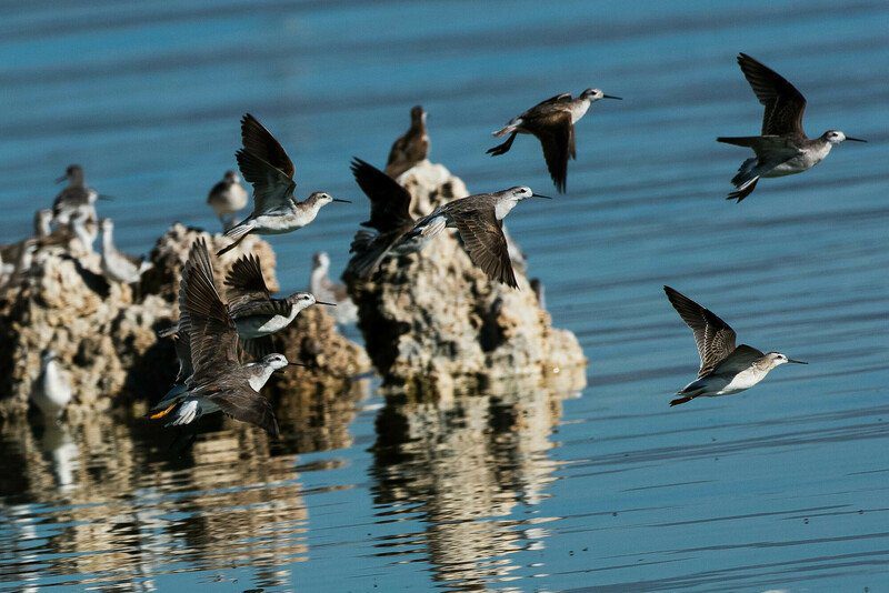 Wilson's phalaropes flying over Mono Lake with rocky outcrops in the water