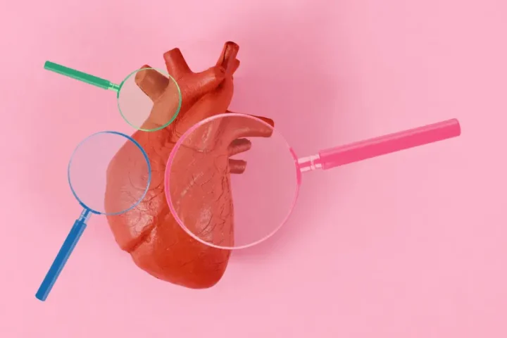 Model of a human heart with three different colored magnifying glasses examining different sections, set against a pink background.