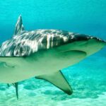 Dusky shark (Carcharhinus obscurus) at Sea World, Gold Coast, Australia, lateral view.