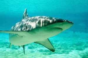 Dusky shark (Carcharhinus obscurus) at Sea World, Gold Coast, Australia, lateral view.