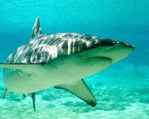 Dusky shark (Carcharhinus obscurus) at Sea World, Gold Coast, Australia, lateral view.