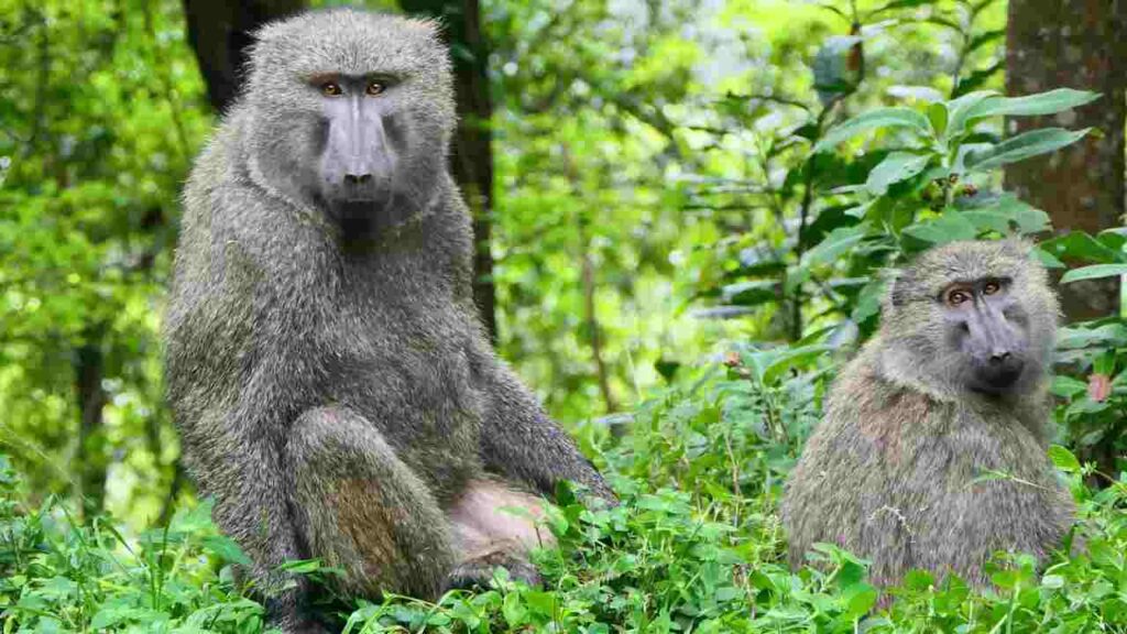 Male and female olive baboon (Papio anubis) sitting among green vegetation in Bwindi Impenetrable Forest. The male baboon appears larger with a more robust build compared to the female, illustrating sexual dimorphism in primates.