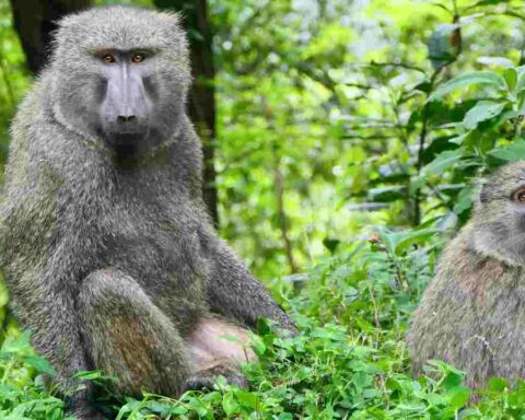 Male and female olive baboon (Papio anubis) sitting among green vegetation in Bwindi Impenetrable Forest. The male baboon appears larger with a more robust build compared to the female, illustrating sexual dimorphism in primates.