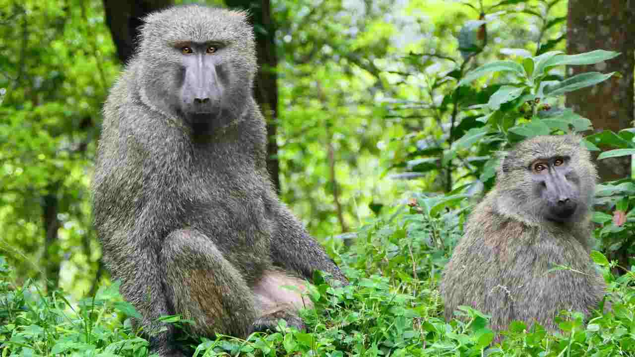 Male and female olive baboon (Papio anubis) sitting among green vegetation in Bwindi Impenetrable Forest. The male baboon appears larger with a more robust build compared to the female, illustrating sexual dimorphism in primates.