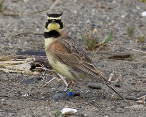 A streaked horned lark with distinctive black facial markings and small feather horns perched on gravel ground, wearing a blue identification band on its leg.