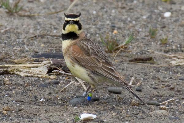 A streaked horned lark with distinctive black facial markings and small feather horns perched on gravel ground, wearing a blue identification band on its leg.