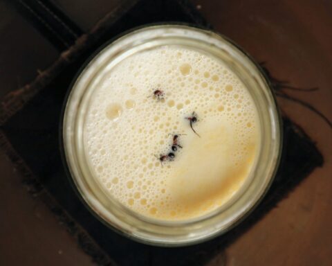Overhead view of a jar of foamy warm milk with a few ants floating on the surface.