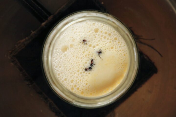 Overhead view of a jar of foamy warm milk with a few ants floating on the surface.