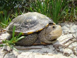 A diamondback terrapin with distinctive patterned shell and speckled skin resting on sandy ground surrounded by marsh grass vegetation.