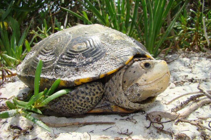 A diamondback terrapin with distinctive patterned shell and speckled skin resting on sandy ground surrounded by marsh grass vegetation.