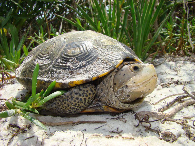 A diamondback terrapin with distinctive patterned shell and speckled skin resting on sandy ground surrounded by marsh grass vegetation.