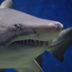 Close-up of a shark underwater, illustrative image for report on Contender’s recent ping in Canada