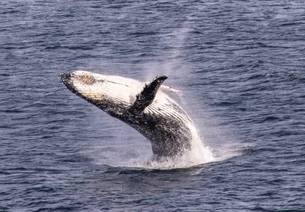 Humpback whale breaching near Gabo Island, Victoria, Australia, in open ocean waters.