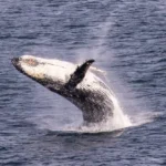 Humpback whale breaching near Gabo Island, Victoria, Australia, in open ocean waters.