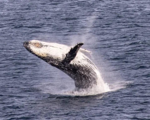 Humpback whale breaching near Gabo Island, Victoria, Australia, in open ocean waters.