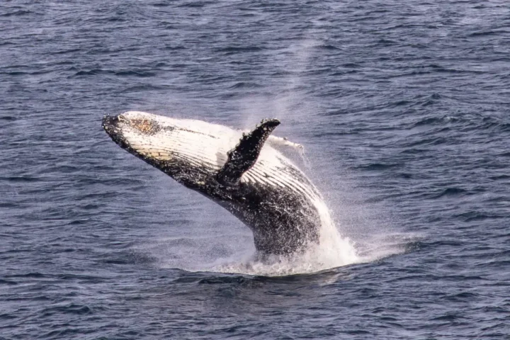 Humpback whale breaching near Gabo Island, Victoria, Australia, in open ocean waters.