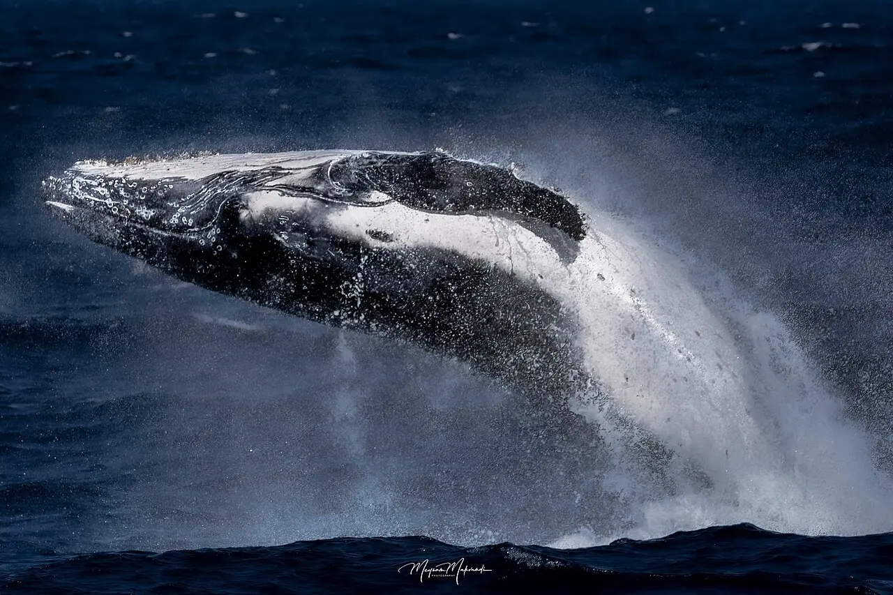 Humpback whale breaching above the Tasman Sea near Sydney, Australia