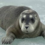 Bearded seal (Erignathus barbatus) resting on Arctic sea ice, photographed from a distance with pack ice and open water visible.