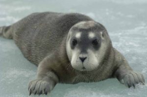 Bearded seal (Erignathus barbatus) resting on Arctic sea ice, photographed from a distance with pack ice and open water visible.