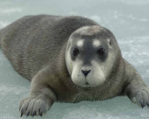 Bearded seal (Erignathus barbatus) resting on Arctic sea ice, photographed from a distance with pack ice and open water visible.