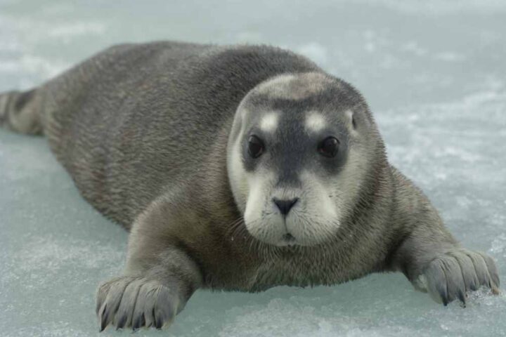 Bearded seal (Erignathus barbatus) resting on Arctic sea ice, photographed from a distance with pack ice and open water visible.